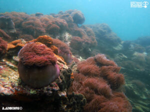 Far Island Koh Rin anemone - Dive Pattaya News