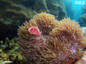 North Rock clown fish - Dive Pattaya News