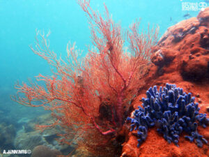 Rin Island sea fan - Dive Pattaya News