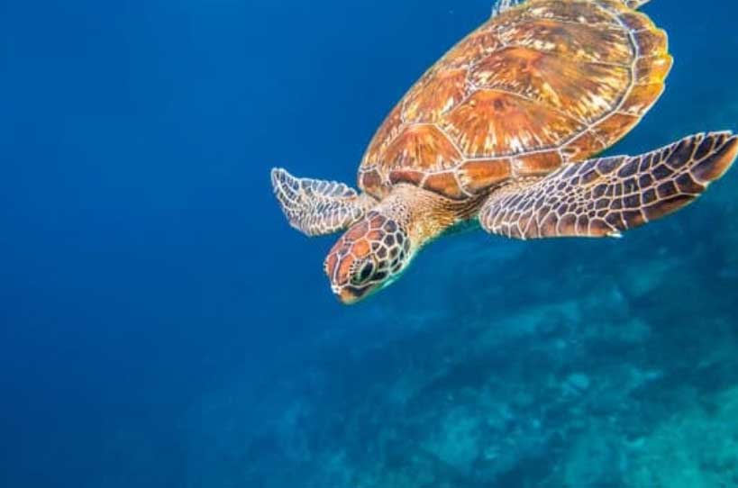Best Scuba Diving In Thailand with turtles