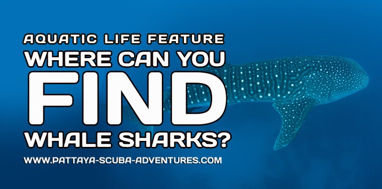 Where to dive with find Whale shark Thailand