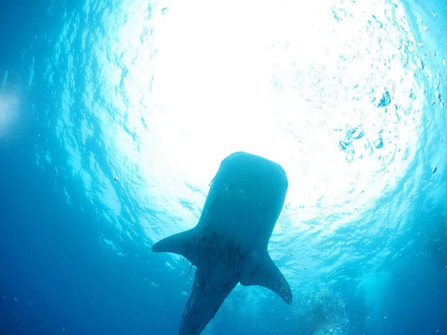 Whale shark diving in Thailand
