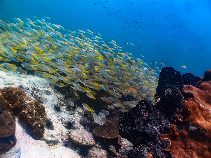 Koh Rin Pattaya Best Diving Thailand