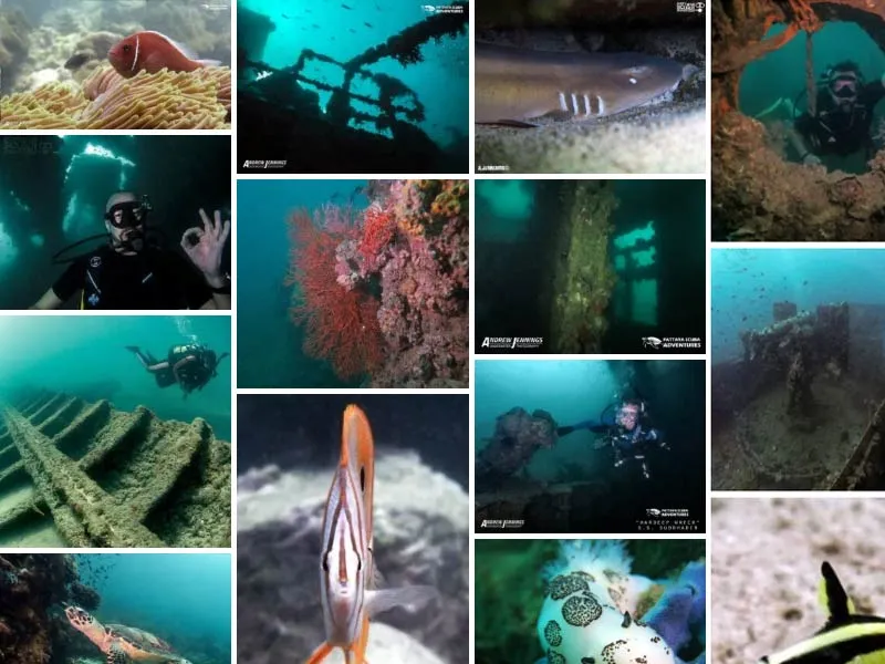 Marine Life Photos of diving holidays in Thailand