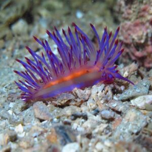 Nudibranch Dive Package Thailand