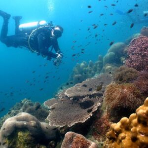Pattaya Dive Packages Thailand