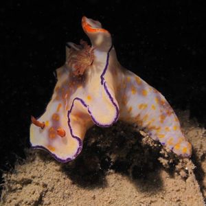 Pattaya Diving Packages Thailand