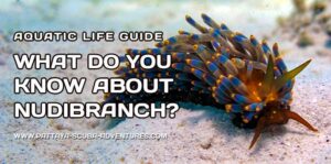 What do you know about Nudibranch Seaslugs