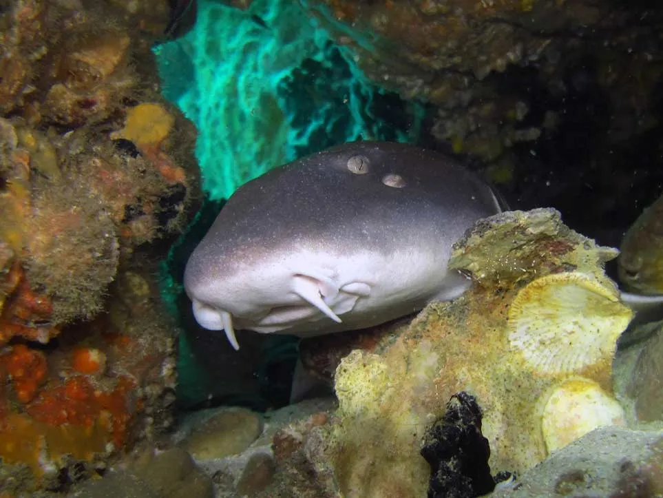 Bamboo Shark Aquatic Life