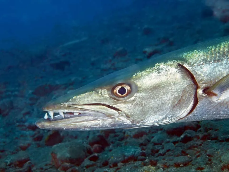 Barracuda | Pattaya Marine Life Thailand