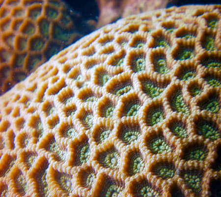 Boudler Porites sp Pattaya Coral Guide