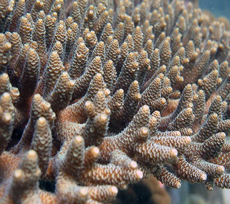 Bushy Table Coral Pattaya Coral Guide