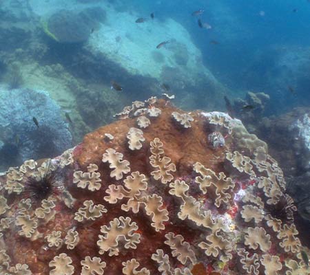 Dendronephthya (Leather Coral)