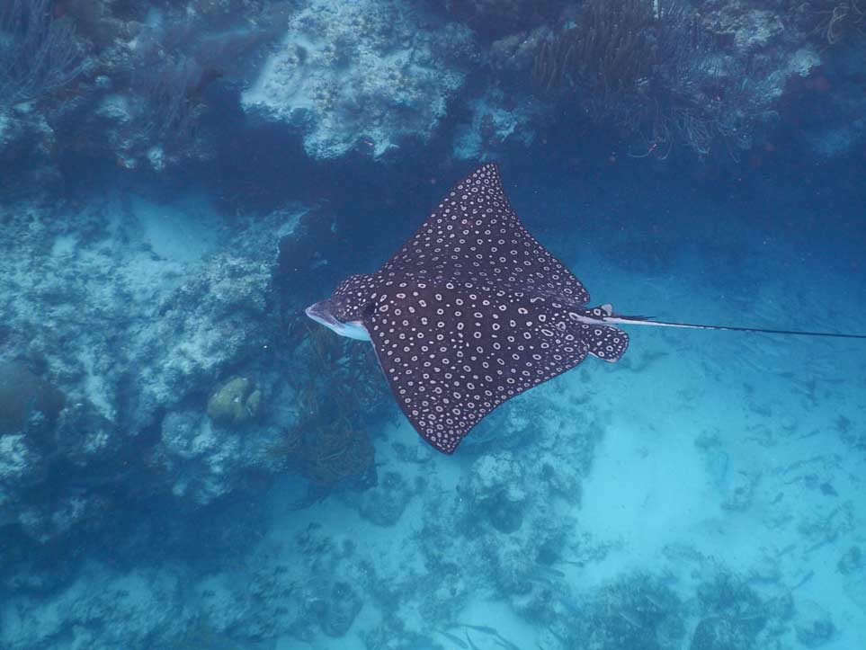 Eagle Ray Koh Chuang Samea San Marine Park