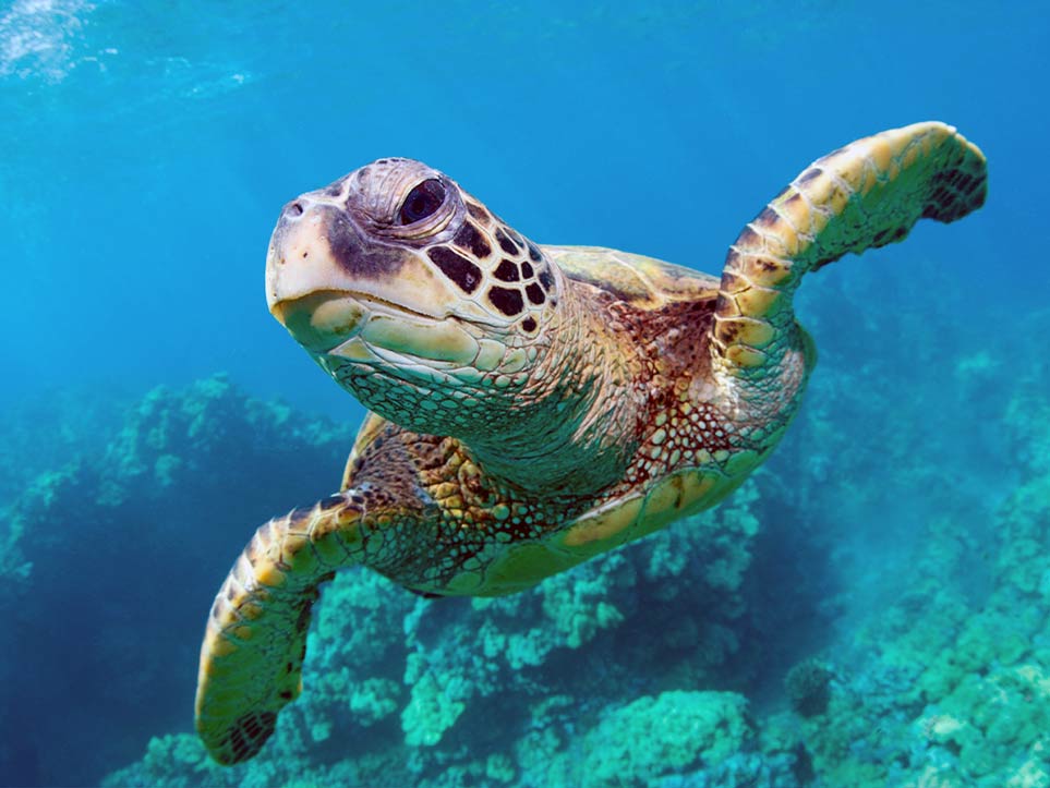 Endangered Marine Species Hawksbill Turtles Pattaya