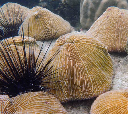 Fungia (Mushroom Coral)