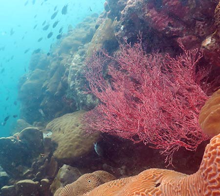 Gorgonian (Sea-Fan)
