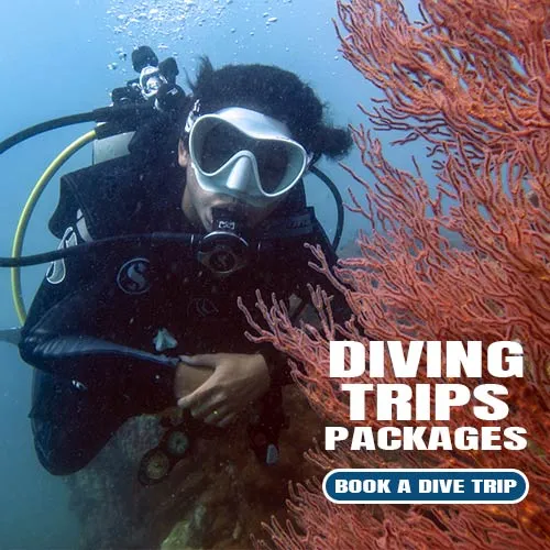 Pattaya Diving Trip Package Thailand Prices