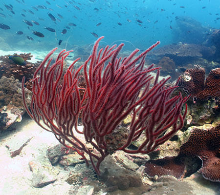 Sea Whip Pattaya Coral Guide