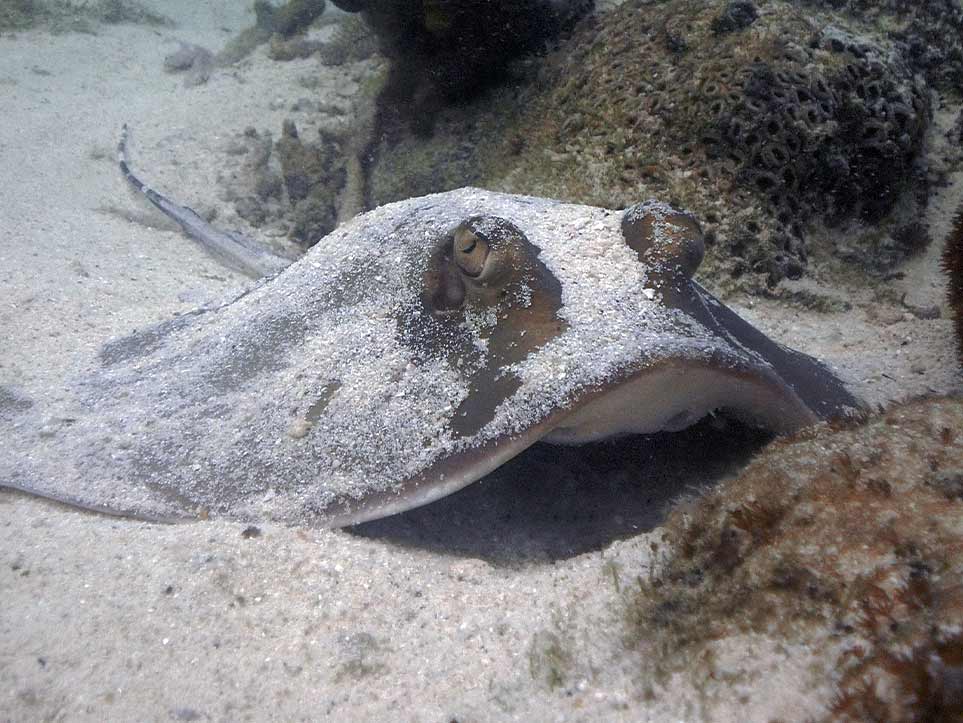 Stingrays | Pattaya Scuba Adventures PADI Dive Centre