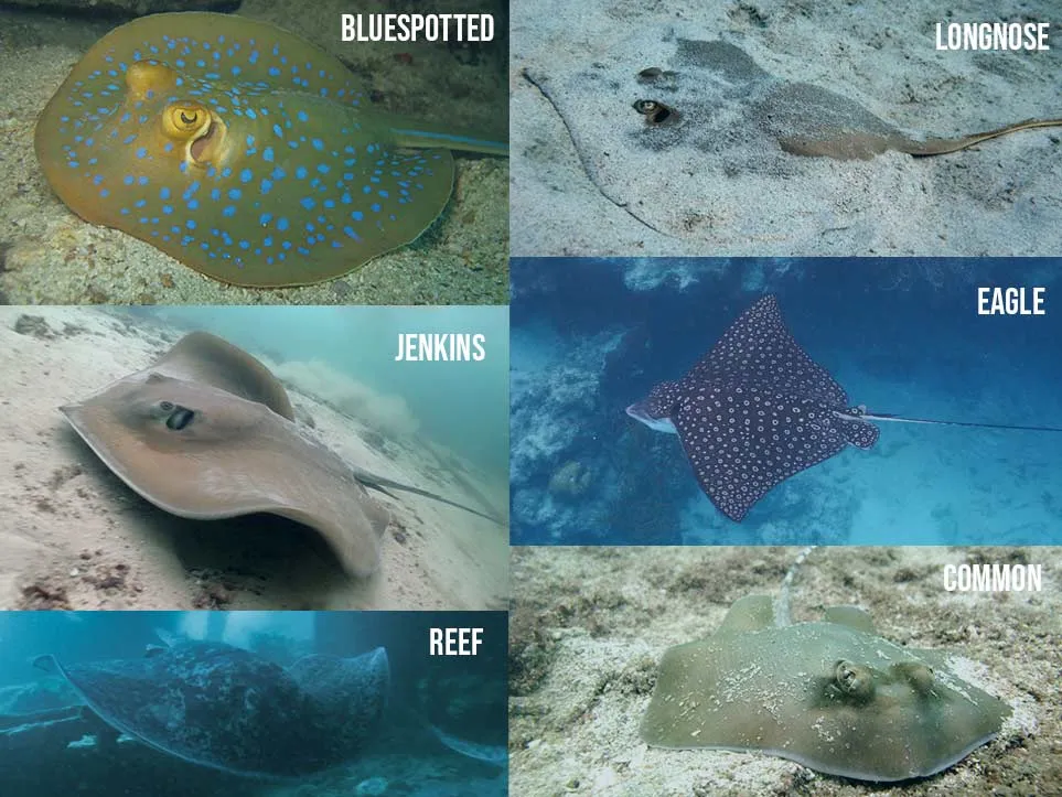 Stingray Identification gulf of Thailand