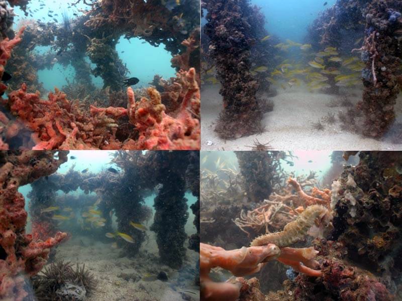 The Cubes Pattaya Artificial Reef