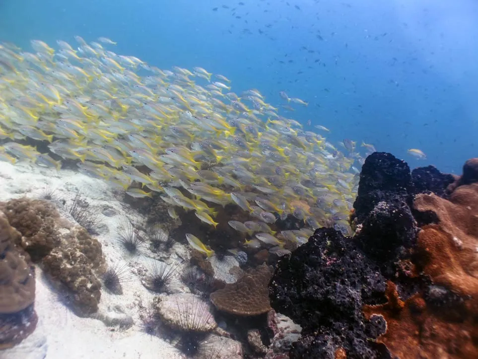 Thailand Marine life Pattaya Scuba Adventures