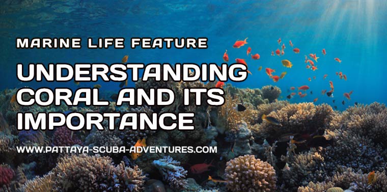 Understanding Coral and Its Importance